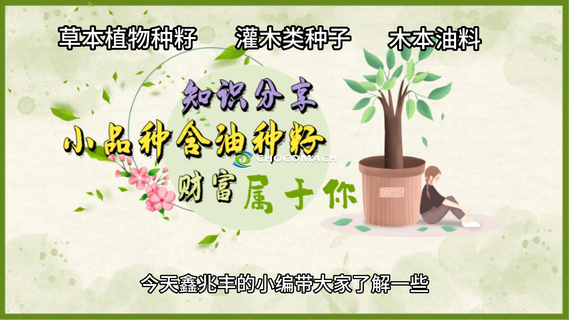 知識分享：小品種油料有哪些利用價(jià)值？液壓榨油機(jī)知識分享